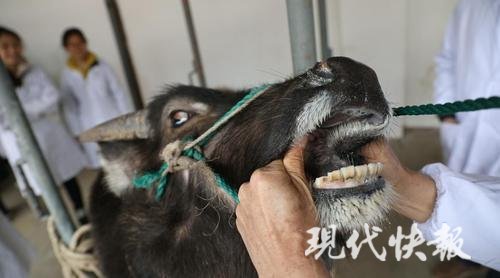 【现代快报】南农大开了一门神奇的课,给牛针灸给狗把脉