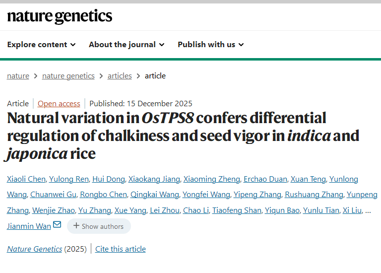 水稻为何“好看”与“好长”难两全？科学家揭示协同调控新机制