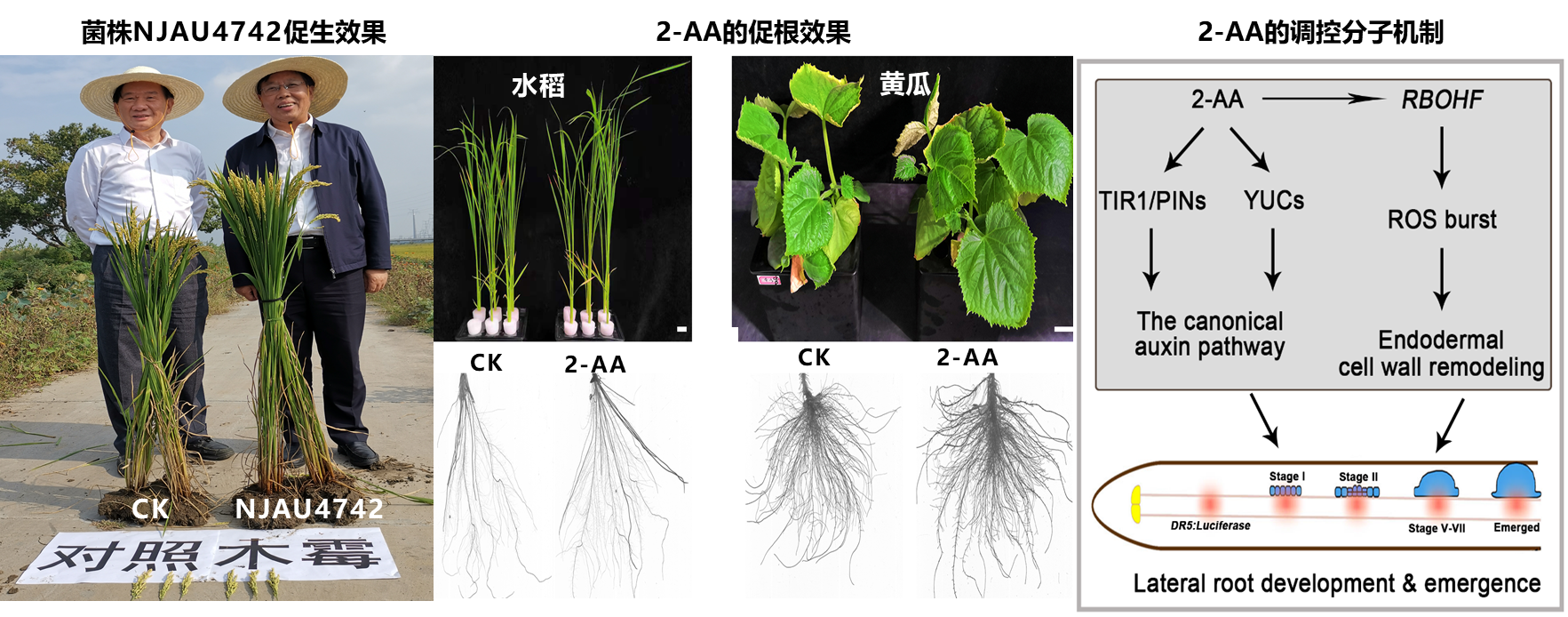 前沿 | 资环学院张瑞福教授课题组鉴定木霉菌促进植物侧根发育的新型活性物质并揭示其调控机制