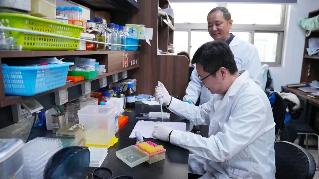 团队进行胞内劳森菌分离培养